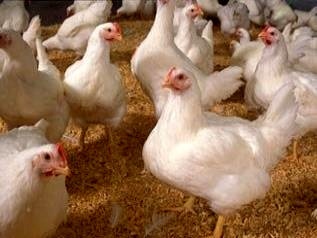 رشد 27 درصدی تولید گوشت مرغ در مازندران