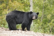 ویدئوی دیدنی بازگشت توله خرس مریوانی به زندگی