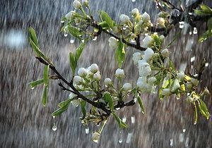 بارش باران در تربت‌حیدریه ۳۱ درصد رشد داشته‌ است