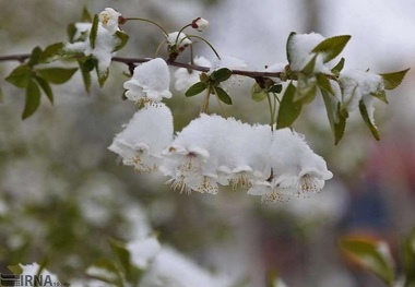 رئیس جهاد کشاورزی آذربایجان شرقی: سرمای دیررس 1220 میلیارد تومان خسارت زد