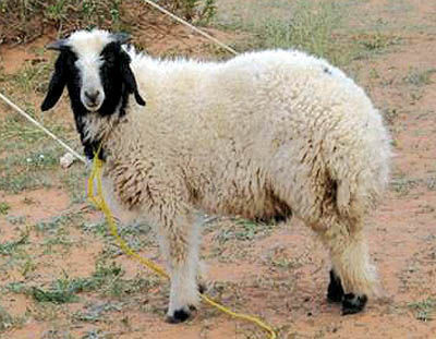 کشف 83 رأس گوسفند قاچاق در کوهدشت