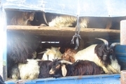 102 راس گوسفند قاچاق در نیر کشف شد