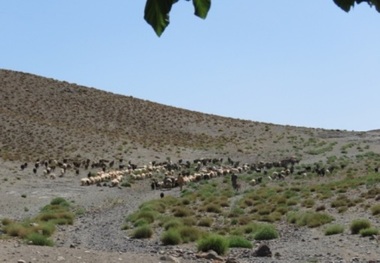 تداوم خشکسالی موجب کمبود علوفه در مناطق عشایری شد