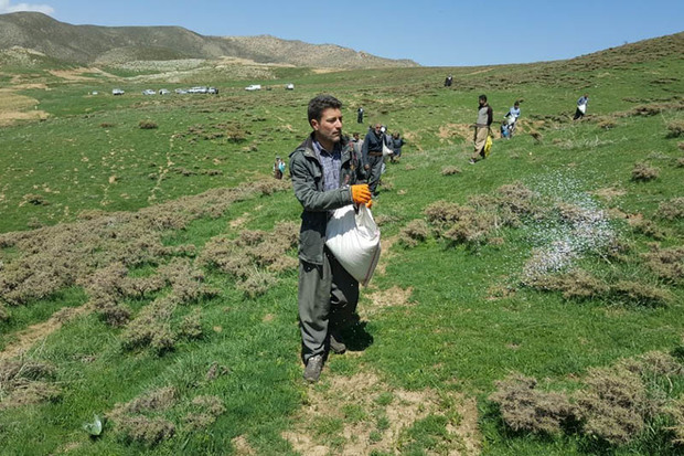 کودپاشی 1100 هکتار مرتع در مهاباد آغاز شد