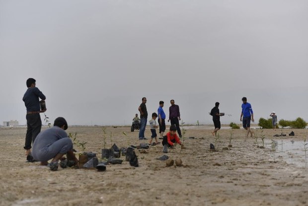 15 هزار نهال درخت حرا در ساحل بندردیر کشت شد | پایگاه خبری جماران