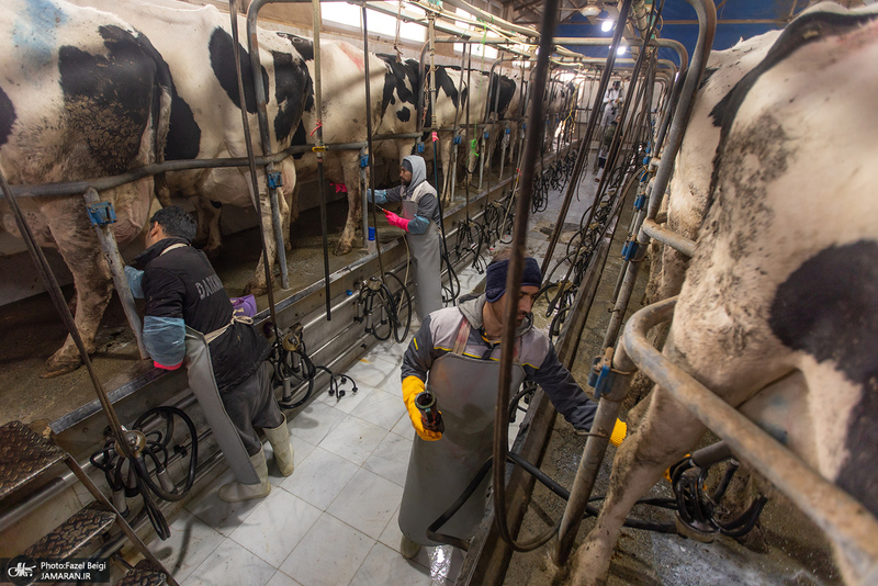 کارگران دامپروری؛ ستون‌های سلامت و آبادانی کشور