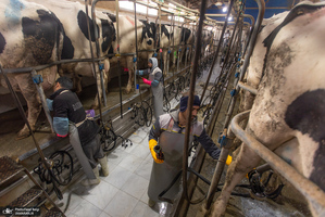 کارگران دامپروری؛ ستون‌های سلامت و آبادانی کشور