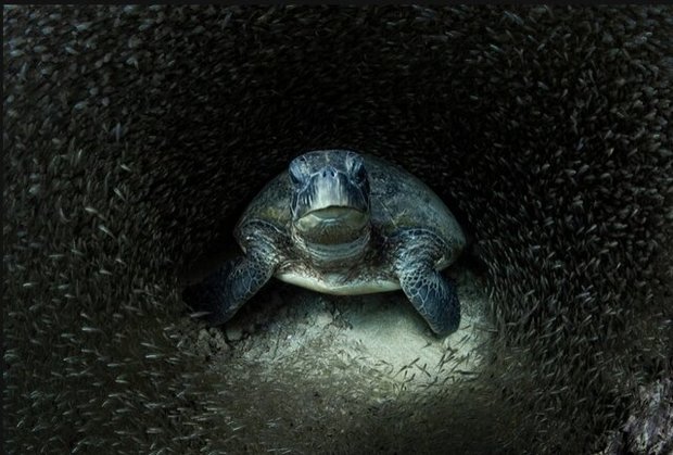 بهترین‌ عکس‌های طبیعت جهان را ببینید
