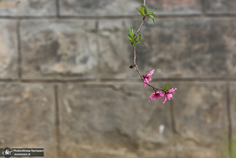 شکوفه های بهاری تهران