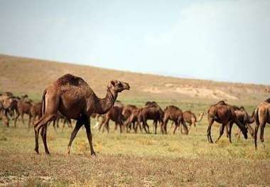 پرداخت تسهیلات 300 تا 500 میلیون ریالی به متقاضیان پرورش شتر در ریگان