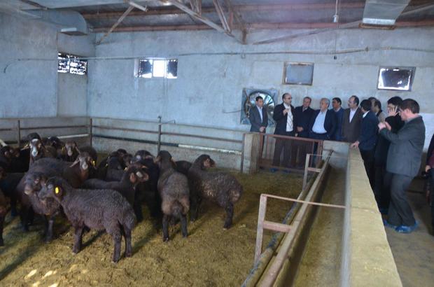 دولت از تولید گوسفندان دارای ژن چندقلوزایی در زنجان حمایت خواهد کرد