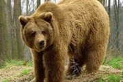 خرس وحشی قرقبان کوهرنگی را زخمی کرد