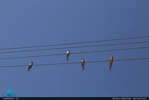 اولین روز بهار سال 1397 در روستای جابری سرپل‌ذهاب