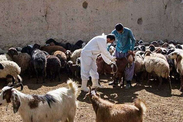 ۸۱ هزار آزمایش تشخیص بیماری دامی درهرمزگان انجام شد