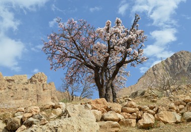 جشن نوروز در دیار انجیر