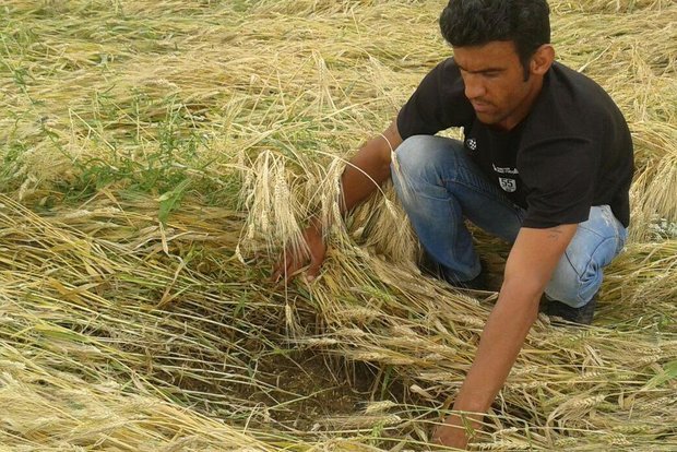 خسارت 30 درصدی توفان به مزارع گندم و جو پیشوا