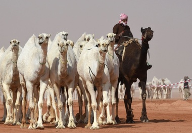 عربستان سال ۲۰۲۴ را «سال شتر» نام‌گذاری کرد