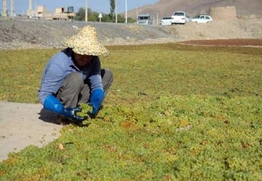 مطالبات یارانه کشمش در آذربایجان‌ غربی پرداخت شد