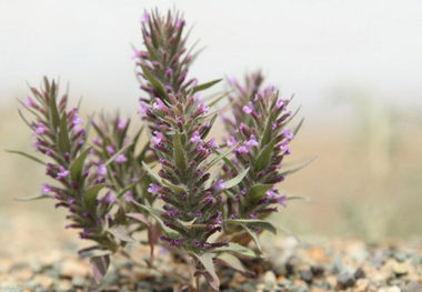 نوشیدنی سنتی برای رفع خستگی و بهبود گوارش