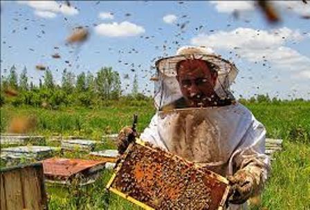 توزیع 500 کندو زنبور عسل بین بسیجیان جویای کار در ایرانشهر