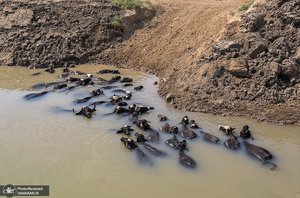 منتخب تصاویر امروز جهان- 2 مرداد 1400