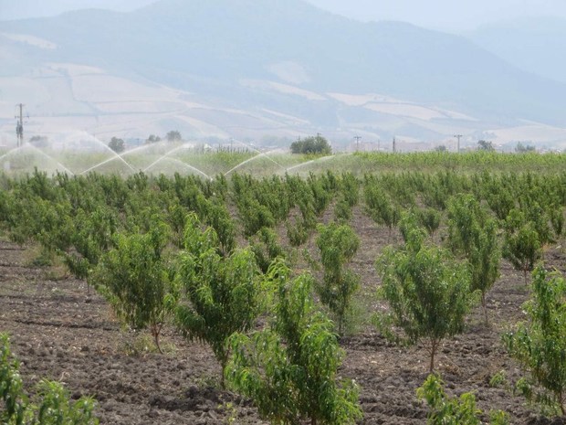 4400گلستانی در بزرگترین باغ موقوفه کشور مشغول کار هستند