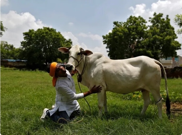 «گاو» آتش جنگ تجاری بین هند و آمریکا را شعله‌ور می کند