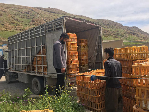 خودروی حمل غیربهداشتی مرغ زنده در سرپل‌ذهاب توقیف شد