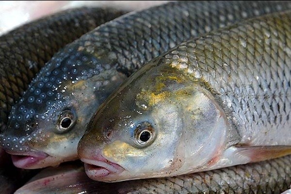 پنج هزار و ۵۰۰ تن ماهی خوراکی در خراسان رضوی تولید شد
