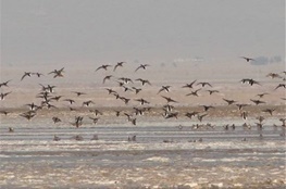 ۱۵۰۰ مسافر نوروزی از حیات وحش و تالاب کجی نهبندان بازدید کردند
