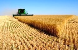 کاهش 1.8 درصدی ضایعات کمباین در مزارع گندم استان زنجان