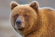 مرگ خرس قهوه‌ای در تصادف جاده شاهرود + فیلم