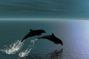 توضیحاتی درباره شایعه صید دلفین در رودخانه کارون