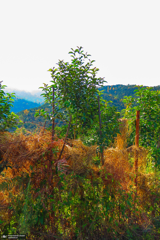 طبیعت روستای بزکویه