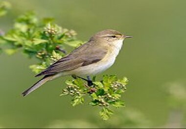 شواهد علمی جدید درباره تغییرات ژنتیکی در حیوانات!