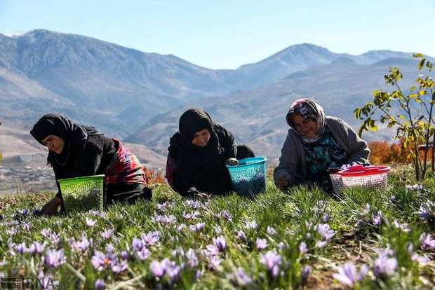 زعفران گلستان روانه بازار شد