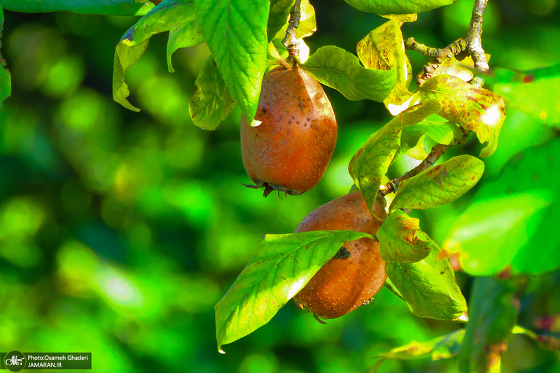طبیعت روستای بزکویه