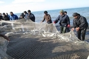 افزایش ۲۴ درصدی صید ماهیان استخوانی از دریای خزر