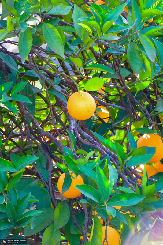 طبیعت روستای بزکویه