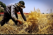 نیمی از بهای گندم خریداری شده کشاورزان اسدآبادی پرداخت شد
