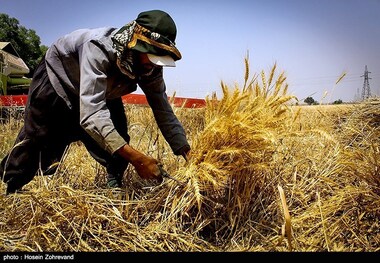 نیمی از بهای گندم خریداری شده کشاورزان اسدآبادی پرداخت شد