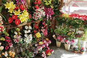 6 بازار گل و گیاه تهران را بشناسید