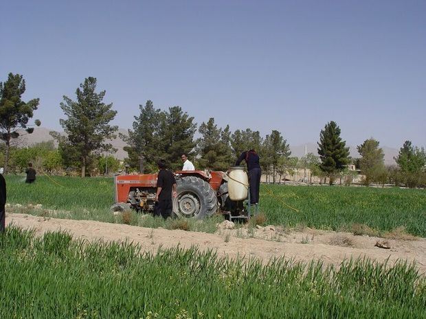 مبارزه با آفت سن گندم در ابرکوه آغاز شد