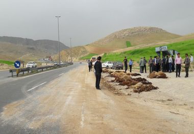 تصادف با تریلی در جاده شوشتر ۱۵ گوسفند را تلف کرد