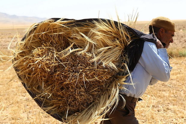 گندم کاران از ذخیره‌سازی محصول خود خودداری کنند