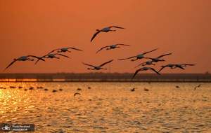 منتخب تصاویر امروز جهان- 8 خرداد 1400