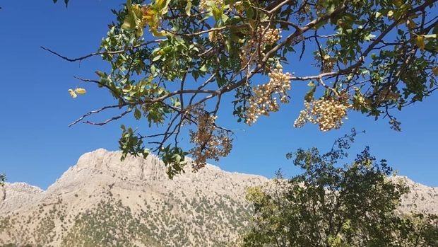 برداشت بنه در شهرستان اندیکا آغاز شد