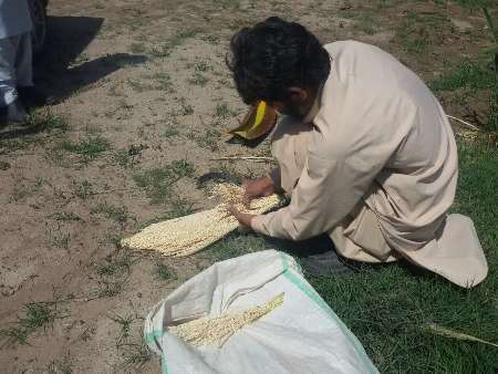 آغاز عملیات گرده افشانی نخیلات خرما در شهرستان دلگان