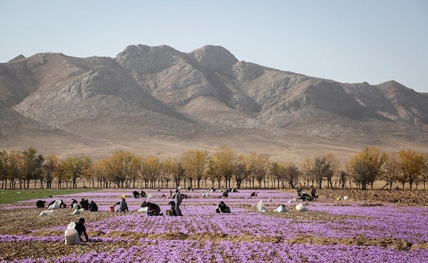 طلای سرخ خمین جهانی می شود