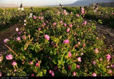 250 تن محصول گل محمدی در یزد تولید شد